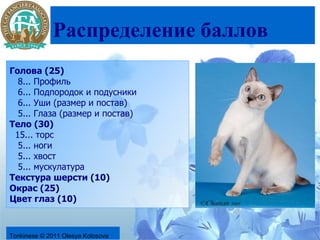 Распределение баллов
Голова (25)
  8... Профиль
  6... Подпородок и подусники
  6... Уши (размер и постав)
  5... Глаза (размер и постав)
Тело (30)
 15... торс
  5... ноги
  5... хвост
  5... мускулатура
Текстура шерсти (10)
Окрас (25)
Цвет глаз (10)



Tonkinese © 2011 Olesya Kolosova
 