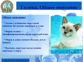 Голова. Общее описание
Общее описание:
 * Голова с плавными, округлыми
линиями. Без резких переходов и углов.

 * Форма головы —
модифицированный,слегка округлый клин

 * Морда в длину немного больше, чем в
ширину

 * Высокие, округлые скулы плавно
переходят в морду



Tonkinese © 2011 Olesya Kolosova
 