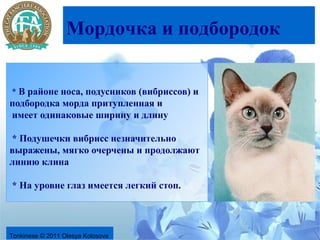 Мордочка и подбородок


* В районе носа, подусников (вибриссов) и
подбородка морда притупленная и
имеет одинаковые ширину и длину

* Подушечки вибрисс незначительно
выражены, мягко очерчены и продолжают
линию клина

* На уровне глаз имеется легкий стоп.




Tonkinese © 2011 Olesya Kolosova
 