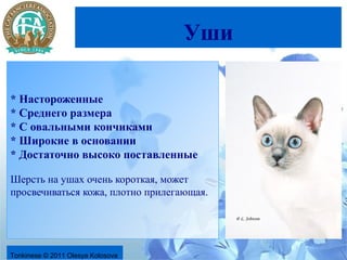 Уши

* Настороженные
* Среднего размера
* С овальными кончиками
* Широкие в основании
* Достаточно высоко поставленные

Шерсть на ушах очень короткая, может
просвечиваться кожа, плотно прилегающая.




Tonkinese © 2011 Olesya Kolosova
 