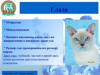 Глаза
* Открытые

* Миндалевидные

* Немного наклонены вдоль скул по
направлению к внешнему краю уха.

 * Размер глаз пропорционален размеру
морды.
 Цвет глаз: глубокий, чистый и яркий цвет,
лучше различим при естественном
освещении.


Tonkinese © 2011 Olesya Kolosova
 