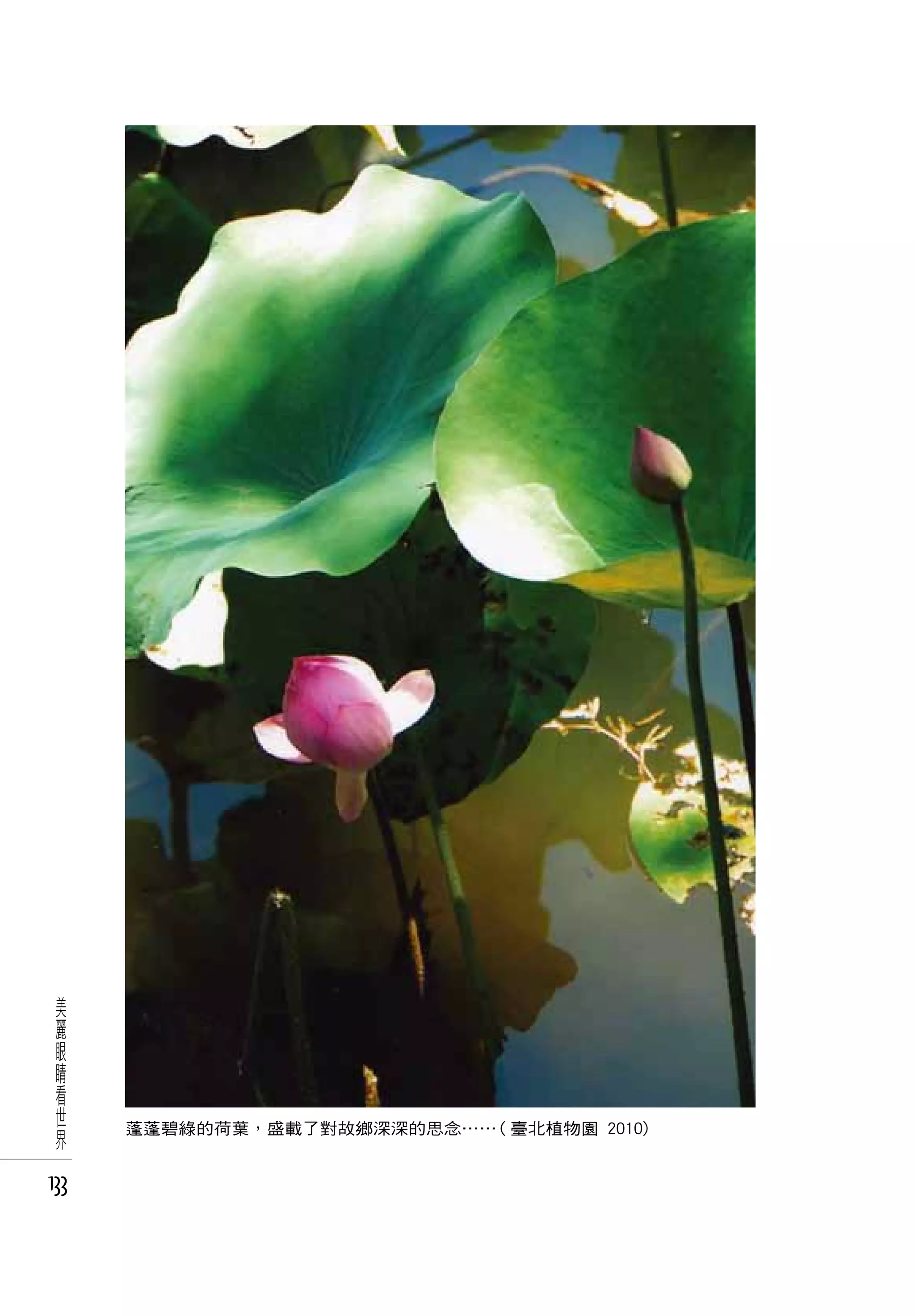 美
 麗
 眼
 睛
 看
 世
 界    蓬蓬碧綠的荷葉，盛載了對故鄉深深的思念……( 臺北植物園 2010)


133
 