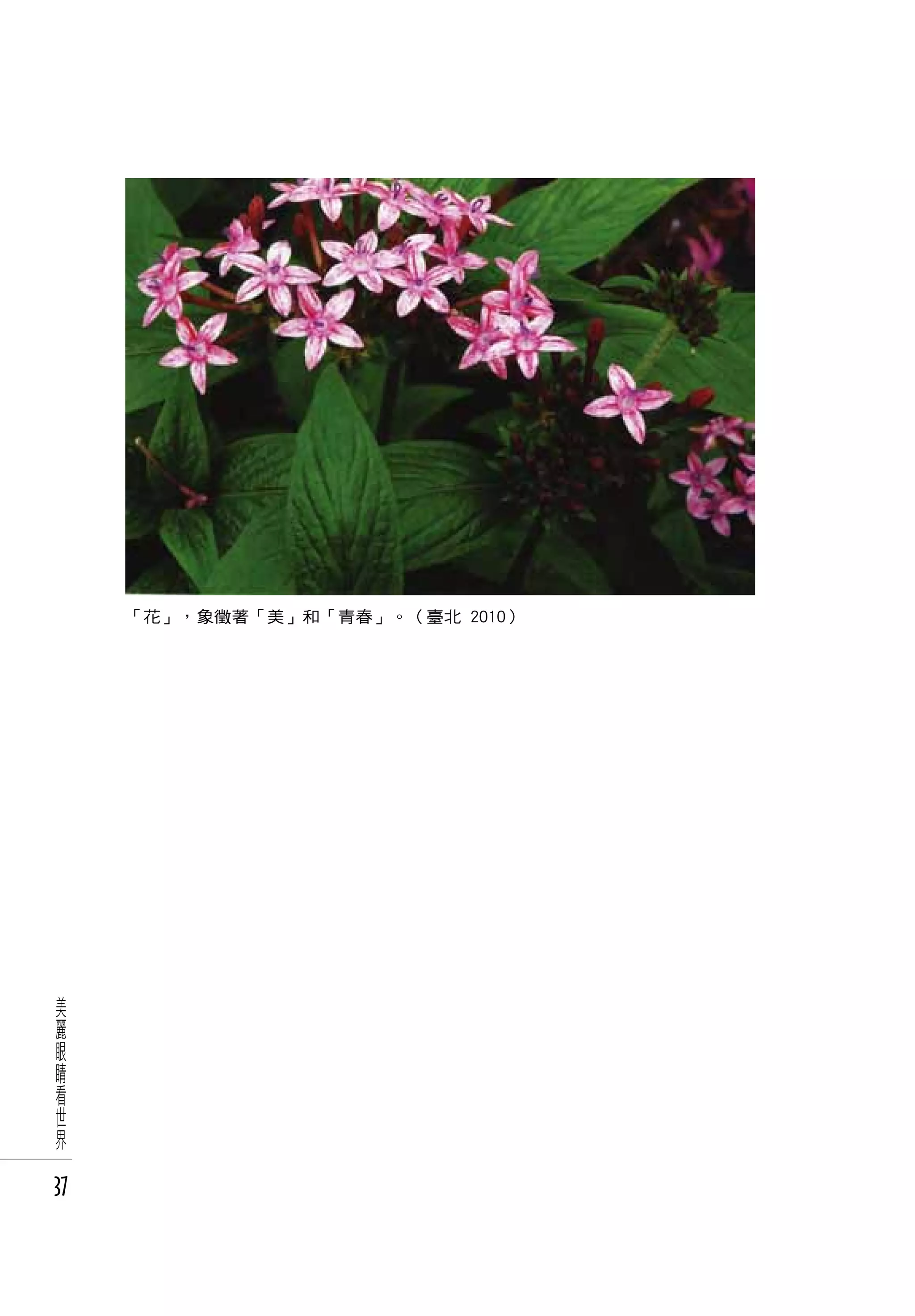 「花」，象徵著「美」和「青春」。（臺北 2010）




美
麗
眼
睛
看
世
界

37
 