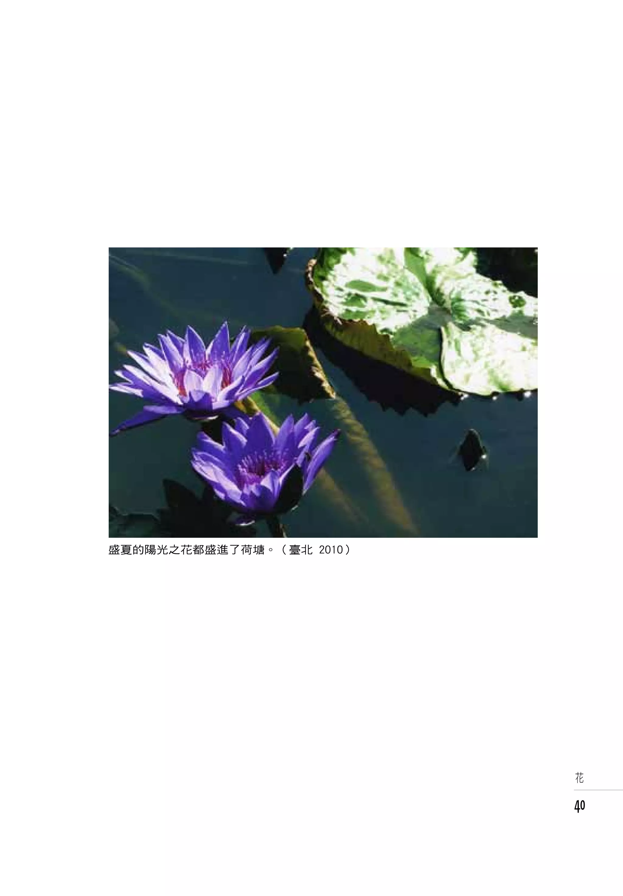 盛夏的陽光之花都盛進了荷塘。（臺北 2010）




                          花


                          40
 