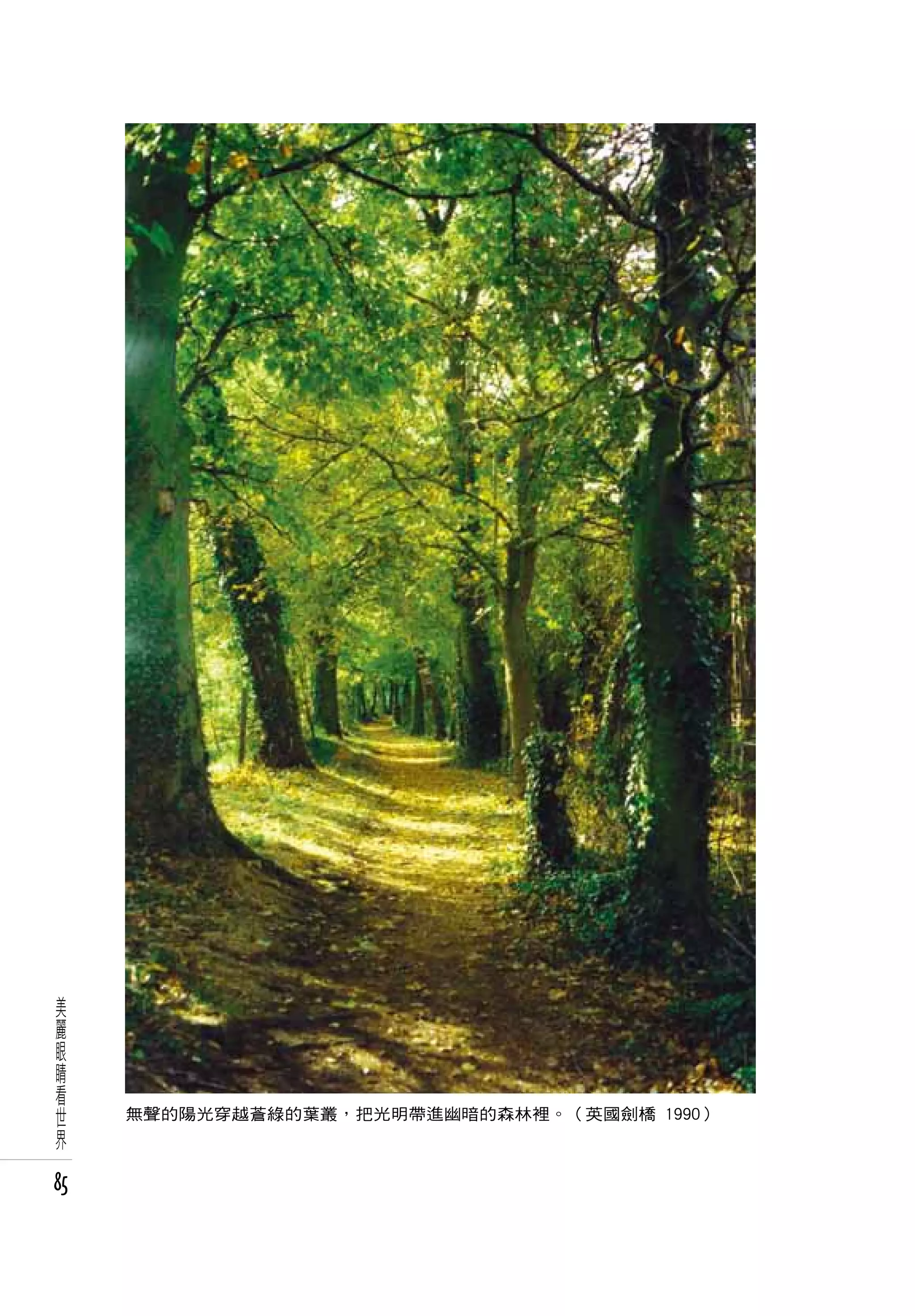 美
 麗
 眼
 睛
 看
 世
     無聲的陽光穿越蒼綠的葉叢，把光明帶進幽暗的森林裡。（英國劍橋 1990）
 界

85
 