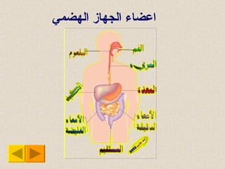 اعضاء الجهاز الهضمي 