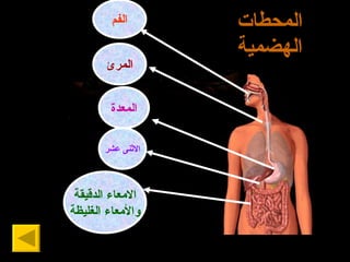 المحطات الهضمية المرئ المعد ة الاثنى عشر الفم الامعاء  الدقيقة والأمعاء الغليظة 