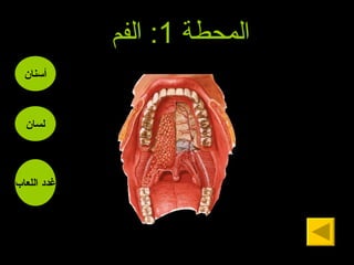 المحطة  1:  الفم أ سنان لسان غدد اللعاب 