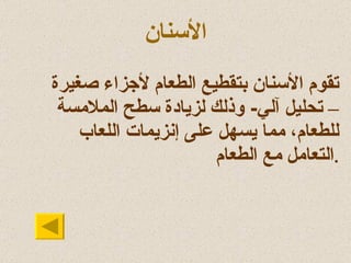 الأسنان تقوم الأسنان بتقطيع الطعام لأجزاء صغيرة – تحليل آلي -  وذلك لزيادة سطح الملامسة للطعام، مما يسهل على إنزيمات اللعاب التعامل مع الطعام . 