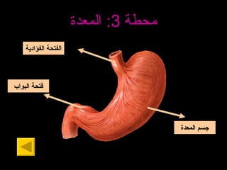 محطة  3:  المعدة الفتحة  الفؤاد ية فتحة  البواب جسم المعد ة 