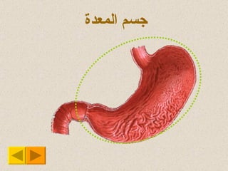 جسم المعدة 