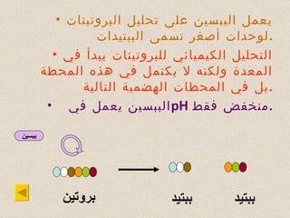 يعمل الببسين على تحليل البروتينات لوحدات أصغر تسمى الببتيدات . التحليل الكيميائي للبروتينات يبدأ في المعدة ولكنه لا يكتمل في هذه المحطة بل في المحطات الهضمية التالية . الببسين يعمل في  pH  منخفض فقط . ببسين بروتين ببتيد ببتيد 