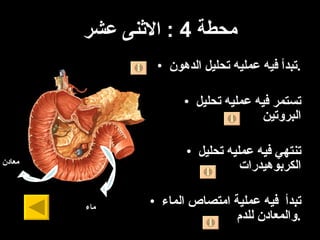 محطة  4 :  الاثنى عشر تبدأ فيه عمليه تحليل الدهون . تستمر فيه عمليه تحليل البروتين تنتهي فيه عمليه تحليل الكربوهيدرات تبدأ  فيه عملية امتصاص الماء والمعادن للدم . ماء معادن 