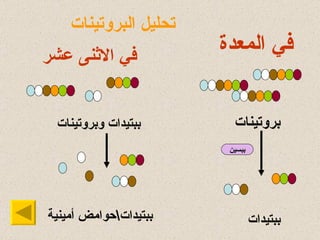 في المعد ة ببسين بروتينات ببتيدات تحليل البروتينات في الاثنى عشر ببتيدات وبروتينات ببتيدات \ حوامض  أ مينية 
