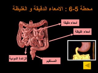 محطة  5-6 :  الامعاء الدقيقة و الغليظة أ معاء د قيقة أ معاء غليظة الزائدة الدودية المستقيم 