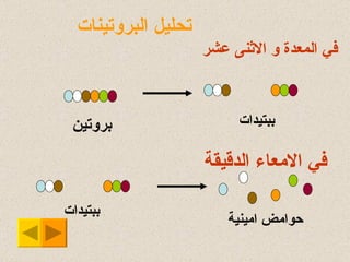 في المعد ة  و الاثنى عشر بروتين ببتيدات في الامعاء  الدقيقة ببتيدات حوامض امينية تحليل البروتينات 