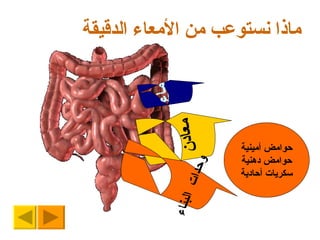 ماذا نستوعب من الأمعاء الدقيقة معادن وحدات  البناء ماء حوامض  أمينية حوامض د هنية سكريات  أحادية 