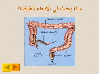 ماذا يحدث في الأمعاء الغليظة؟ 