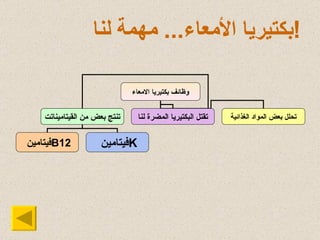 بكتيريا الأمعاء ...  مهمة لنا ! وظائف بكتيريا الامعاء تنتج بعض من القيتاميناتت تقتل البكتيريا المضر ة  لنا تحلل بعض المواد الغذائية فيتامين  B12 فيتامين  K 