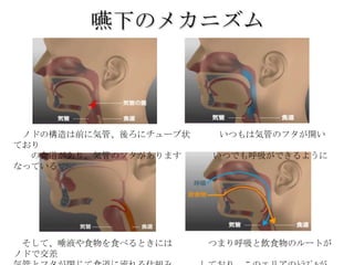 嚥下のメカニズム




 ノドの構造は前に気管、後ろにチューブ状    いつもは気管のフタが開い
ており
  の食道があり、気管のフタがあります    いつでも呼吸ができるように
なっている




 そして、唾液や食物を食べるときには     つまり呼吸と飲食物のルートが
ノドで交差
 