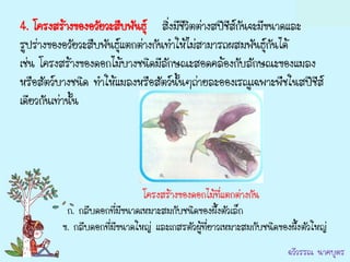 4. โครงสร้างของอวัยวะสืบพันธุ์ สิ่งมีชีวิตต่างสปีชีสกนจะมีขนาดและ
                                                    ์ั
รูปร่างของอวัยวะสืบพันธุ์แตกต่างกันทาให้ไม่สามารถผสมพันธุ์กันได้
เช่น โครงสร้างของดอกไม้บางชนิดมีลักษณะสอดคล้องกับลักษณะของแมลง
หรือสัตว์บางชนิด ทาให้แมลงหรือสัตว์นั้นๆถ่ายละอองเรณูเฉพาะพืชในสปีชีส์
เดียวกันเท่านั้น




                              โครงสร้างของดอกไม้ที่แตกต่างกัน
          ก. กลีบดอกที่มีขนาดเหมาะสมกับชนิดของผึ้งตัวเล็ก
         ข. กลีบดอกที่มีขนาดใหญ่ และเกสรตัวผู้ที่ยาวเหมาะสมกับชนิดของผึ้งตัวใหญ่
                                                                     ฉวีวรรณ นาคบุตร
 
