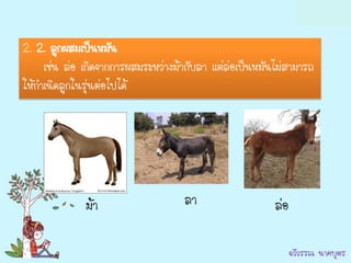 2. 2. ลูกผสมเป็นหมัน
     เช่น ล่อ เกิดจากการผสมระหว่างม้ากับลา แต่ล่อเป็นหมันไม่สามารถ
ให้กาเนิดลูกในรุ่นต่อไปได้




              ม้า                   ลา                   ล่อ

                                                               ฉวีวรรณ นาคบุตร
 