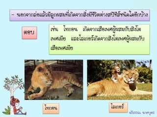- นอกจากล่อแล้วมีลูกผสมที่เกิดจากสิ่งมีชีวิตต่างสปีชีส์ชนิดใดอีกบ้าง

      ตอบ          เช่น ไทกอน เกิดจากเสือเพศผู้ผสมกับสิงโต
                   เพศเมีย และไลเกอร์เกิดจากสิงโตเพศผู้ผสมกับ
                   เสือเพศเมีย




                ไทกอน                            ไลเกอร์
                                                           ฉวีวรรณ นาคบุตร
 