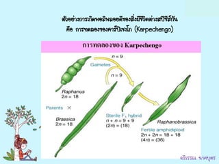 ตัวอย่างการเกิดพอลิพลอยดีของสิงมีชีวิตต่างสปีชีสกน
                              ่                 ์ั
  คือ การทดลองของคาร์ปเิ ชงโก (Karpechengo)




                                                     ฉวีวรรณ นาคบุตร
 