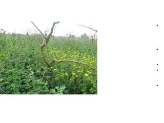 •




•


•
•


•
 