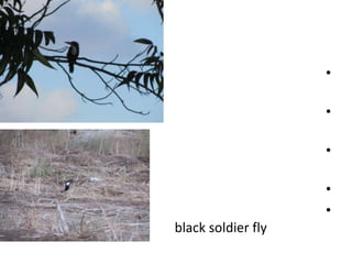 •

                    •

                    •

                    •
                    •
black soldier fly
 