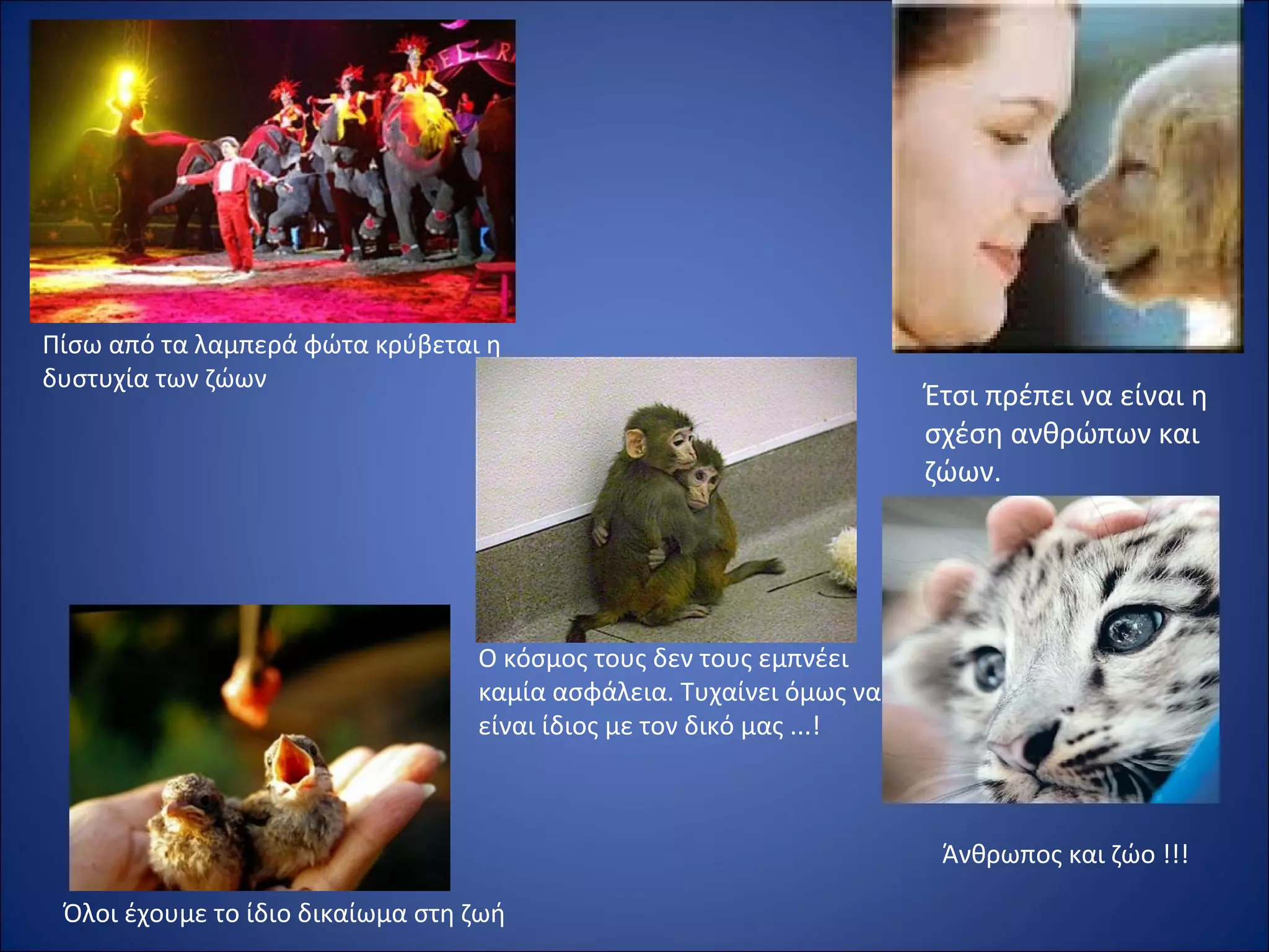 Πίσω από τα λαμπερά φώτα κρύβεται η
δυστυχία των ζώων
Όλοι έχουμε το ίδιο δικαίωμα στη ζωή
Ο κόσμος τους δεν τους εμπνέει
καμία ασφάλεια. Τυχαίνει όμως να
είναι ίδιος με τον δικό μας ...!
Έτσι πρέπει να είναι η
σχέση ανθρώπων και
ζώων.
Άνθρωπος και ζώο !!!
 