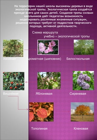 На территории нашей школы высажены деревья в виде экологической тропы. Экологическая тропа создаётся прежде всего для самих детей. Создание тропы силами школьников даёт педагогам возможность моделировать различные жизненные ситуации, решение которых требует от подростков творческого подхода, активной деятельности. Схема маршрута  учебно – экологической тропы Хвойная  Ароматная (шиповник)  Белоствольная Вишнёвая  Яблоневая  Сиреневая  Тополиная  Кленовая 