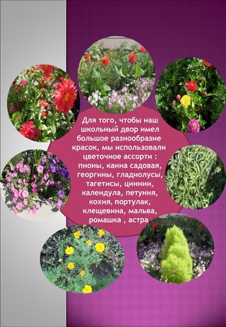 Для того, чтобы наш школьный двор имел большое разнообразие  красок, мы использовали  цветочное ассорти : пионы, канна садовая, георгины, гладиолусы, тагетисы, циннии, календула, петуния, кохия , п ортулак, клещевина, мальва, ромашка , астра . 
