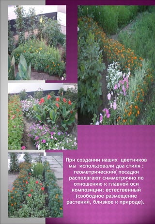 При создании наших  цветников мы  использовали два стиля : геометрический( посадки располагают симметрично по отношению к главной оси композиции; естественный (свободное размещение растений, близкое к природе).  