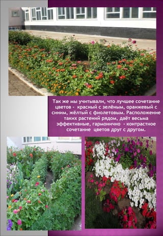 Так же мы учитывали, что лучшее сочетание цветов -  красный с зелёным, оранжевый с синим, жёлтый с фиолетовым. Расположение таких растений рядом, даёт весьма эффективные, гармонично  - контрастное сочетание  цветов друг с другом. 