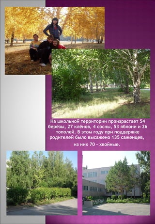 На школьной территории произрастает 54 берёзы, 27 клёнов, 4 сосны, 53 яблони и 26 тополей. В этом году при поддержке родителей было высажено 135 саженцев,  из них 70 – хвойные.  