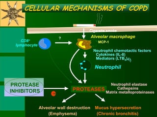 Cigarette smoke Alveolar macrophage Neutrophil PROTEASES  Alveolar wall destruction (Emphysema) Mucus hypersecretion (Chronic bronchitis) PROTEASE INHIBITORS Neutrophil chemotactic factors CELLULAR MECHANISMS OF COPD   Neutrophil elastase Cathepsins Matrix metalloproteinases Cytokines (IL-8) Mediators (LTB 4 ) 4 ) ) ? CD8 + lymphocyte - MCP-1 