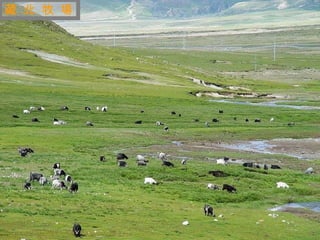 迷 人 的 西 藏 藏 北 牧 場 