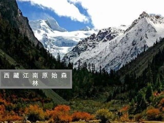 迷 人 的 西 藏 西 藏 江 南 原 始 森 林 