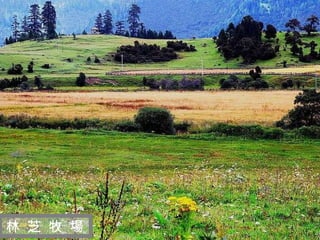 迷 人 的 西 藏 林 芝 牧 場 