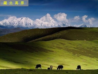 迷 人 的 西 藏 藏 北 高 原 