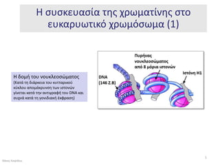 H ςυςκευαςία τθσ χρωματίνθσ ςτο
                     ευκαρυωτικό χρωμόςωμα (1)



       Η δομι του νουκλεοςϊματοσ
       (Κατά τθ διάρκεια του κυτταρικοφ
       κφκλου απομάκρυνςθ των ιςτονϊν
       γίνεται κατά τθν αντιγραφι του DNA και
       ςυχνά κατά τθ γονιδιακι ζκφραςθ)




                                                     1
Θάνοσ Καψάλθσ
 