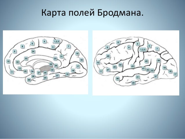 поля бродмана картинки онлайн