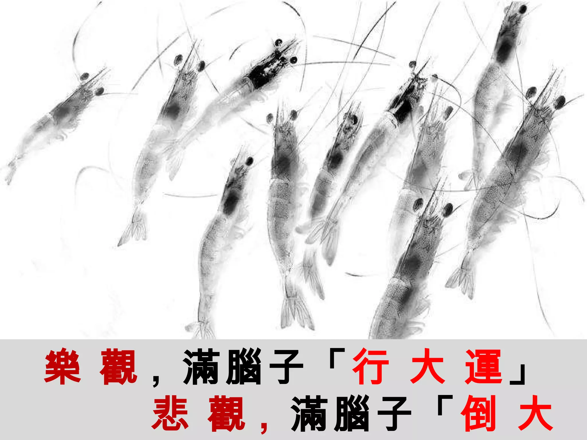 樂   觀 ,  滿腦子「 行   大   運 」 悲   觀 ,  滿腦子「 倒   大   楣 」   