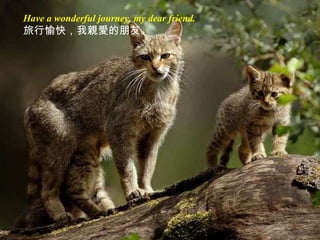 Have a wonderful journey, my dear friend. 旅行愉快，我親愛的朋友。 