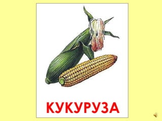 КУКУРУЗА 