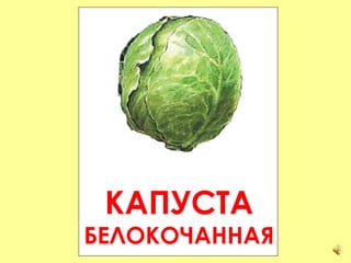 КАПУСТА БЕЛОКОЧАННАЯ 