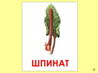 ШПИНАТ 