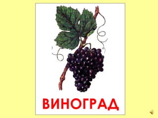 ВИНОГРАД 