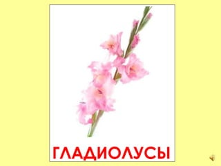 ГЛАДИОЛУСЫ 